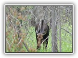 Moose in Buffalo Idaho