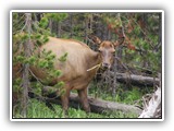 Elk in Yellowstone