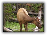 Elk in Yellowstone