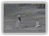 Eagle at Fort Stevens