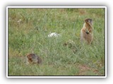 Farragut Columbian Ground Squirrel