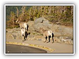 Bighorn Sheep in Glacier