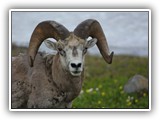 Bighorn Sheep in Glacier