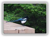 Magpie