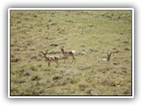 Pronghorn in Montana