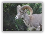 Redstreak Big Horn Sheep