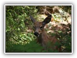 Deer at Salt Creek