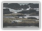 Seals at Cape Perpetua