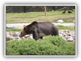 Grizzly at Grizzly & Wolf Center