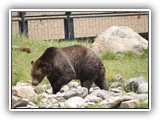 Grizzly at Grizzly & Wolf Center