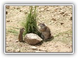 Ground Squirrels at Grizzly & Wolf Center