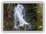 Avenue of the Giants Waterfall