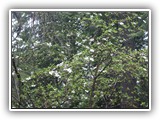 Dogwoods in bloom in May