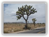 Joshua Tree National Park