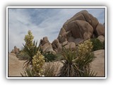 Joshua Tree National Park