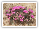 Joshua Tree National Park