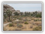 Joshua Tree National Park