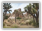 Joshua Tree National Park