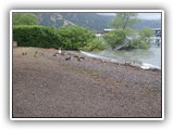 Ducks and Geese on the rocky beach at Clear Lake