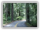 Avenue of the Giants