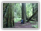 Redwoods