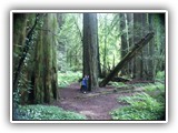 Redwoods