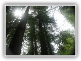 Redwoods