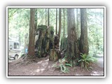 Redwoods RV Park Stump