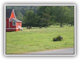 School House with Elk