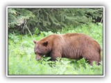 Jasper - Grizzly Bear