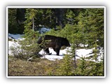 Banff - Bear at Peyto Lake