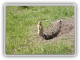 Banff - Columbian Ground Squirrel