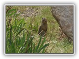 Lake Louise Ground Squirrel