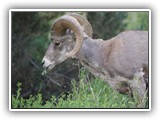 Bighorn Sheep at Redstreak