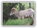 Bighorn Sheep at Redstreak