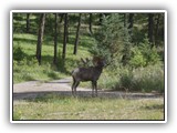 Bighorn Sheep at Redstreak