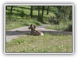 Bighorn Sheep at Redstreak