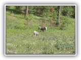 Bighorn Sheep at Redstreak