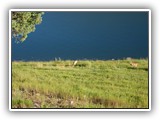 Ridgeway State Park Deer