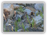 Chipmunk at Ridgeway State Park