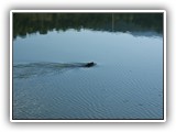 Beaver at Ridgeway State Park