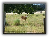 Deer at Ridgeway State Park