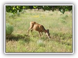 Deer at Ridgeway State Park