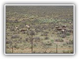 Rio Grande Gorge -20 Bighorn Sheep