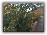 New Mexico Cactus