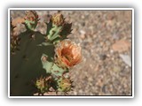 Texas Castus