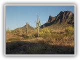 Saguaro Cactus