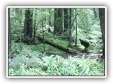 Redwood Forest Ferns