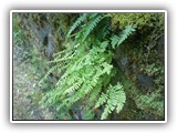 Fern on Wall