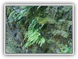 Fern on Wall